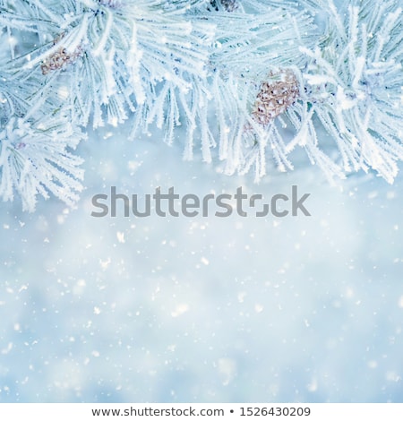 Stockfoto: Winter Landscape With Icy Frozen Spruce Forest