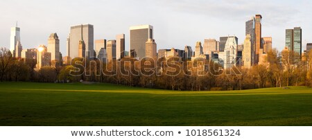 Сток-фото: Sheep On Meadow At Dawn