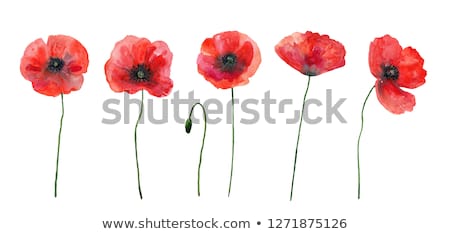 Stock fotó: Watercolor Poppy Flowers Set Isolated On White Background