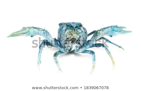 Stockfoto: Blue Lobster Isolated