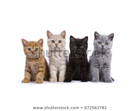 Stock photo: Creme British Shorthair Cat Kitten On Black