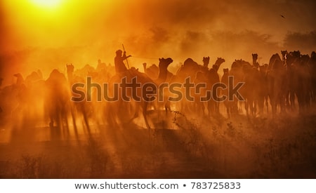 Stok fotoğraf: Camels At Pushkar Mela Pushkar Camel Fair India