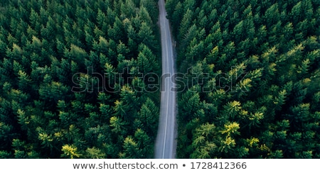 Stock foto: Road Trough A Dark Forest