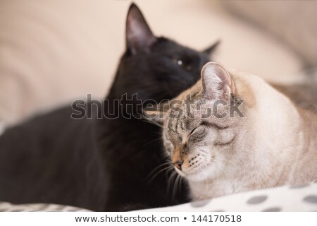 ストックフォト: Two Cute Domestic Short Hair Cats Snuggle With One Another