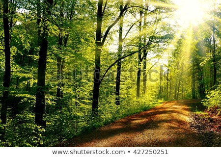 [[stock_photo]]: Forest Trail With Sunbeams