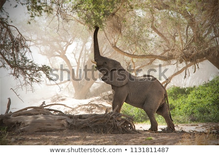 Stock photo: Desert Elephant In Namibia