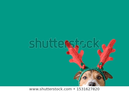 [[stock_photo]]: Christmas Dog