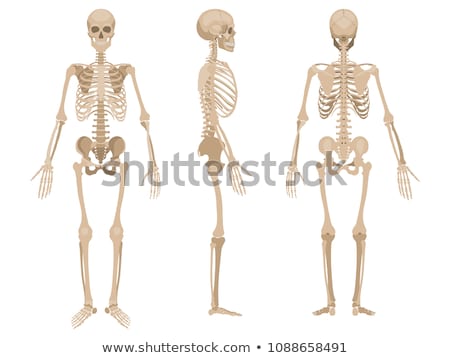 Сток-фото: Human Skeleton