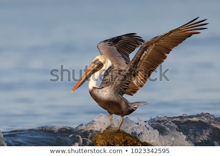 ストックフォト: Brown Pelicans Pelecanus Occidentalis