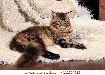 Foto stock: Beautiful Black Brown Tabby With White Maine Coon Cat Kitten