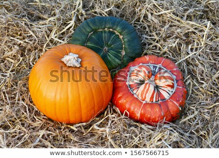 Zdjęcia stock: Orange Pumpkin Striped Turks Turban And Dark Green Gourd