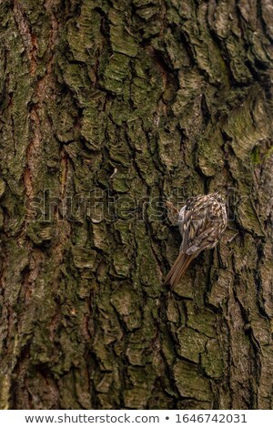 Stock fotó: Eurasian Treecreeper Or Common Treecreeper Sitting On Tree