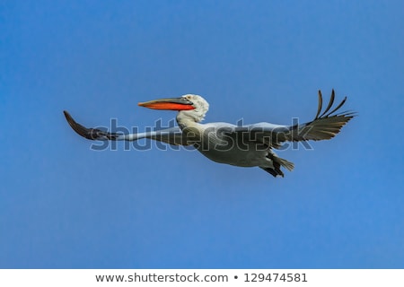 Zdjęcia stock: Dalmatian Pelican Pelecanus Crispus