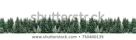 Pine Tree Winter Border Foto stock © almaje