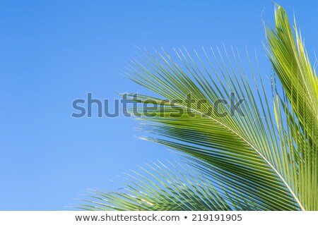 Stok fotoğraf: Palm Fronds On A Blue Sky