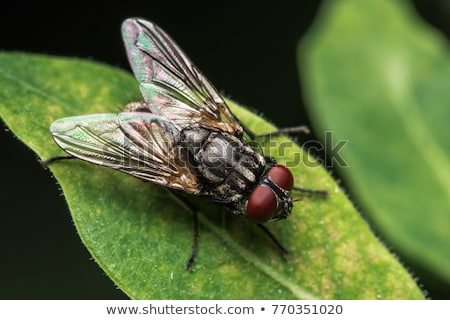 Foto d'archivio: House Fly