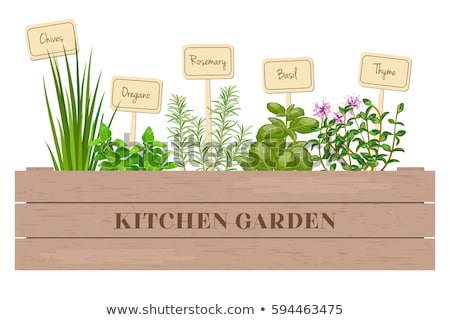 Stock photo: Wooden Container With Fresh Herbs