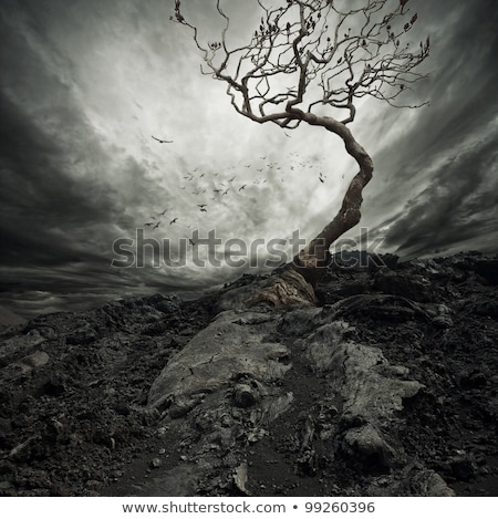 Stock fotó: Dramatic Sunrise And Lonely Tree