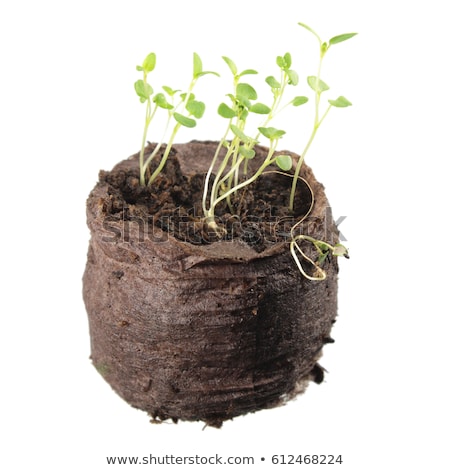 [[stock_photo]]: Thyme Seedlings