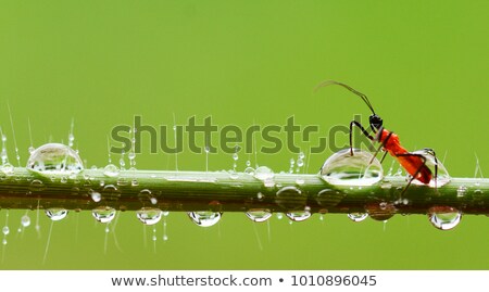 Stockfoto: Ladybug Perched On Green Leaf