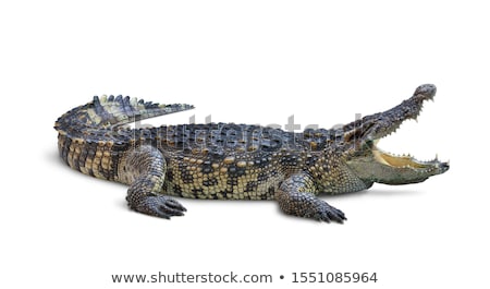 Zdjęcia stock: Crocodiles