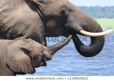 Сток-фото: Two African Elephants Playing In Water