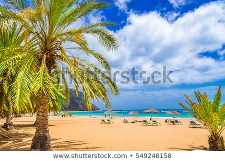 Stok fotoğraf: Palms Of Las Teresitas Beach Tenerife Spain