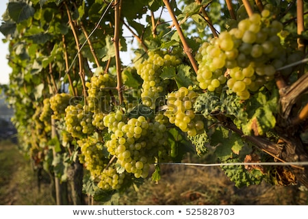 Foto d'archivio: Ripe White Riesling Grapes