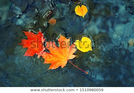 Zdjęcia stock: Yellow Leaf And Water Drop