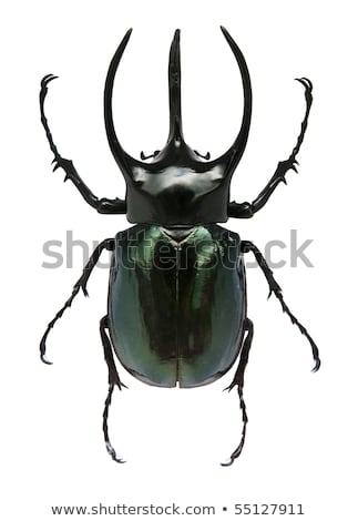 Stok fotoğraf: Aprak · yeşil · zemin · üzerine · geyik · böceği