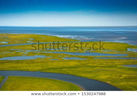 Stockfoto: Arctic Tundra Vegetation