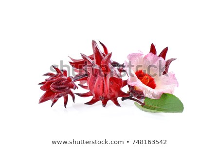 Foto stock: Hibiscus Sabdariffa Or Roselle Fruits