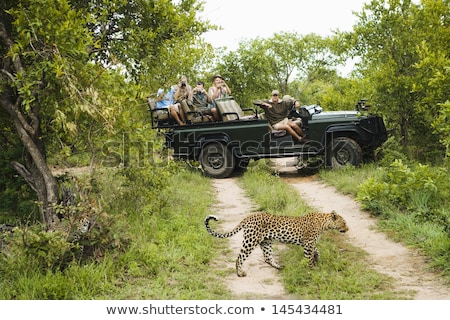 Stockfoto: Leopard In A Tree In The Kruger National Park South Africa