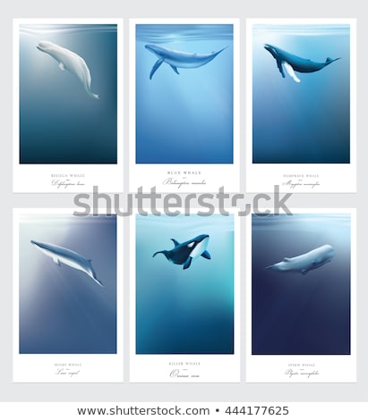 Foto stock: Killer Whales Swimming Under The Sea