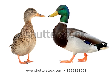 Stockfoto: Duck On White Background