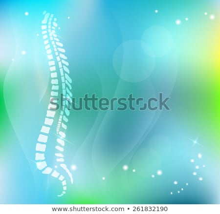 Foto stock: Vertebral Column On A Beautiful Light Blue Background