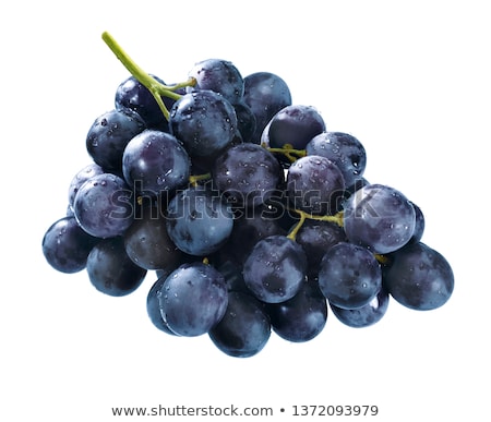 Foto stock: Grape Plant With Bunches Blue Grapes