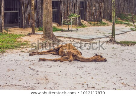 Foto stock: The Camel Died In The Zoo Lies On The Ground