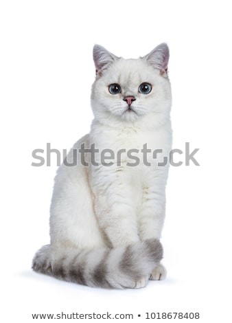 Stock photo: Silver Tabby Seal Point British Shorthair Isolated On White Background