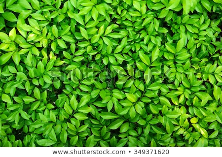 Foto stock: Fresh Green Leafs Texture