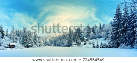 Stok fotoğraf: Winter In The Forest