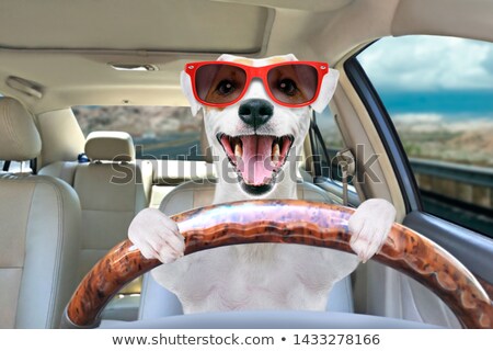 Foto stock: Driving Dog