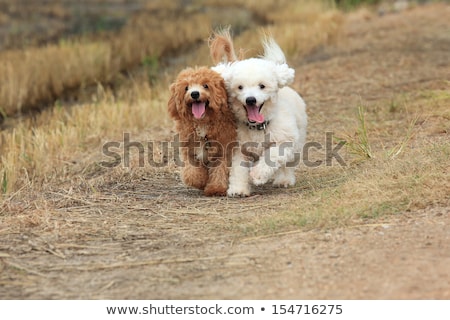 Foto stock: Two Poodle Dogs Running