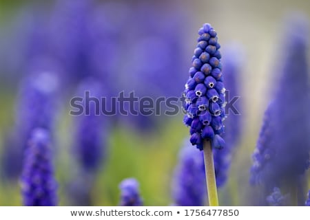 Stok fotoğraf: Muscari Armeniacum