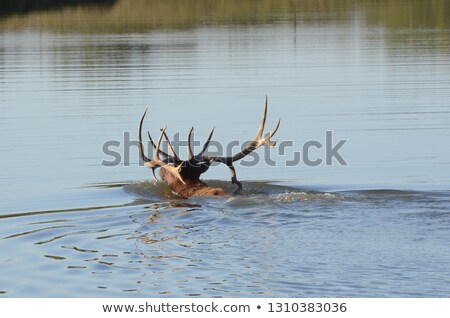 ストックフォト: Swimming Elk
