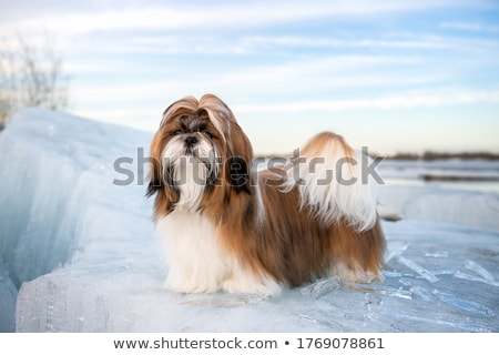 Stockfoto: Hih · Tzu