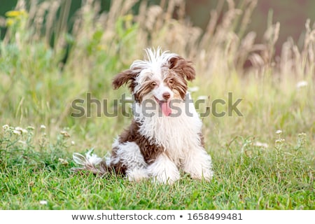 Foto stock: Chinese Crested Puppy