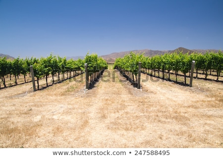 Desert Sun On California Grapevines Stock fotó © emattil