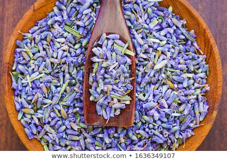 Foto stock: Lavender Bud