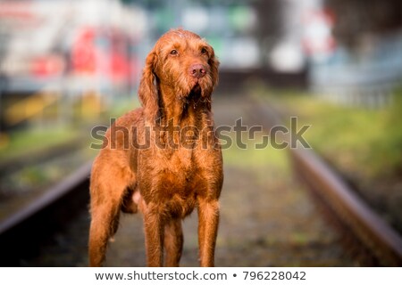 Foto stock: Wirehaired Vizsla